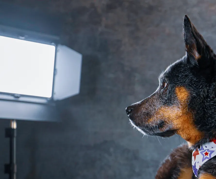 10 Things I Learned At A Dog Photography Conference.