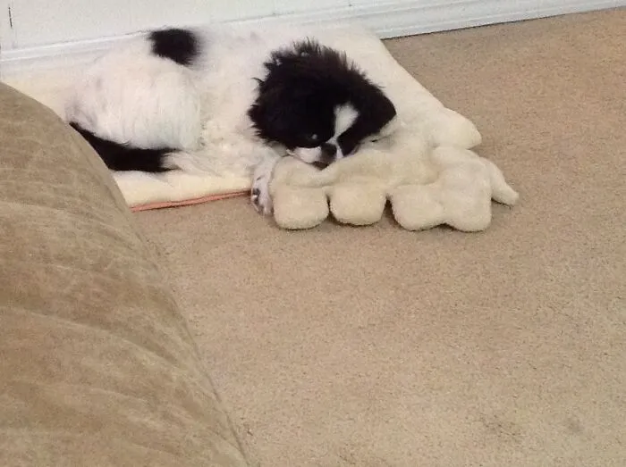 Lucy And Her Squeaky Dog