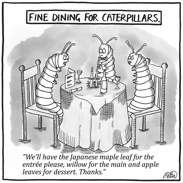Fine Dining For Caterpillars