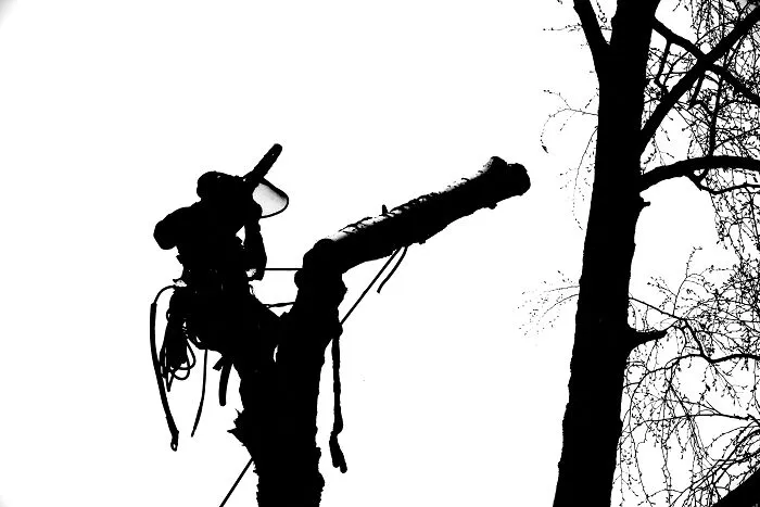 Tree Surgeon