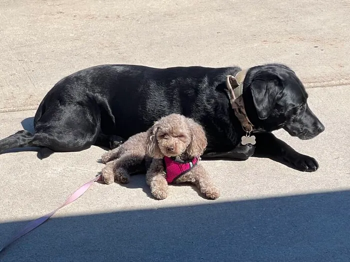 My Buddies Enjoying The Sun :-)