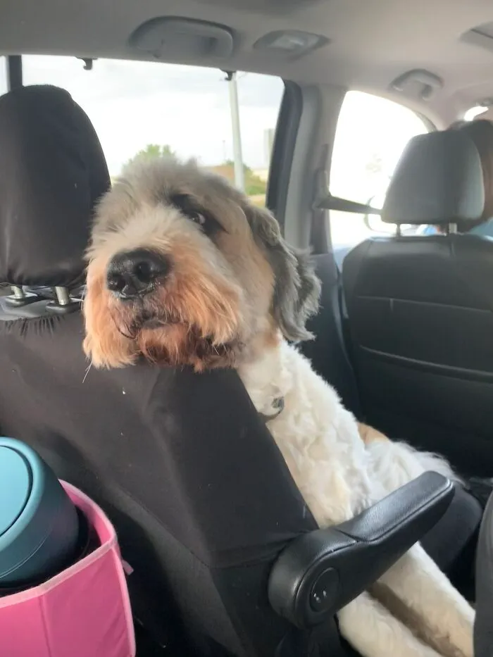 This Is Sampson. He’s A St. Bernard/Poodle Mix. He’s Huge But A Gentle Giant, And He’s My Best Friend