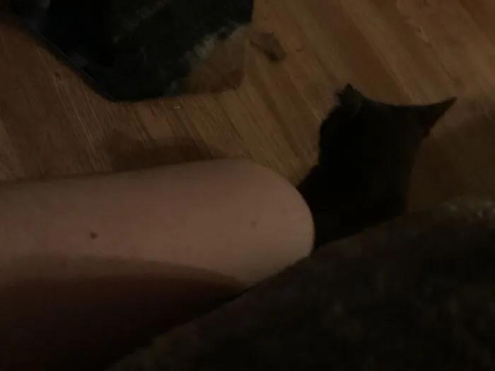 Saw This Post As I Was Petting One Of My Cats, So