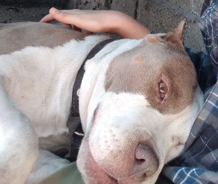 This Is Boston. He Died Because Of Cancer, He Was Just 7 Years Old. (I Know Is Not A Recent Photo)