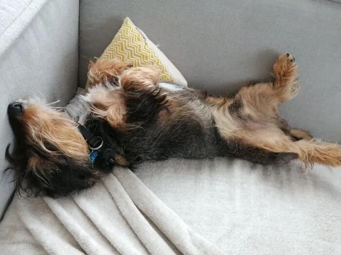 Elvis Sleeping In His Favourite Position