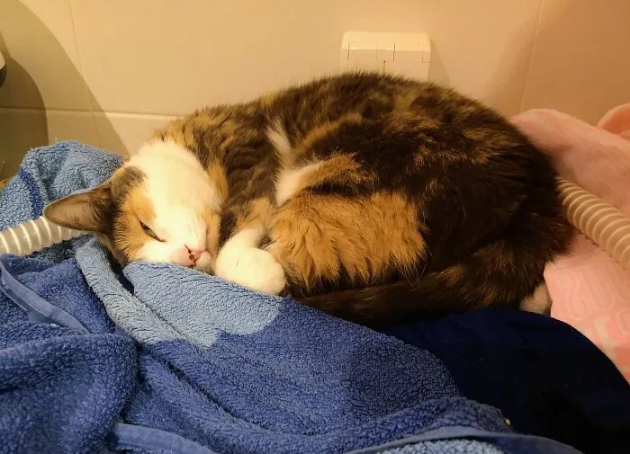Our Darling Little Muru Sleeping In The Laundry