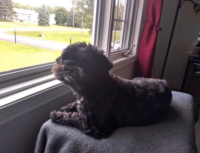 Buddy On Neighbourhood Watch