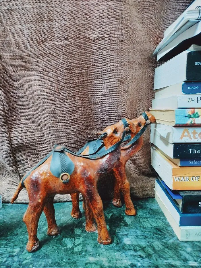 🐪🐪