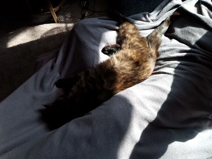 Sleepy Sparky