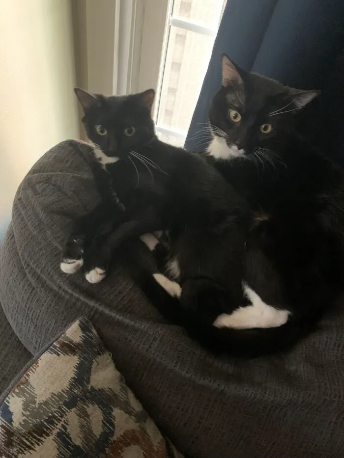 These Are My Little Babies, Miso (Right) And Mushu (Left)!