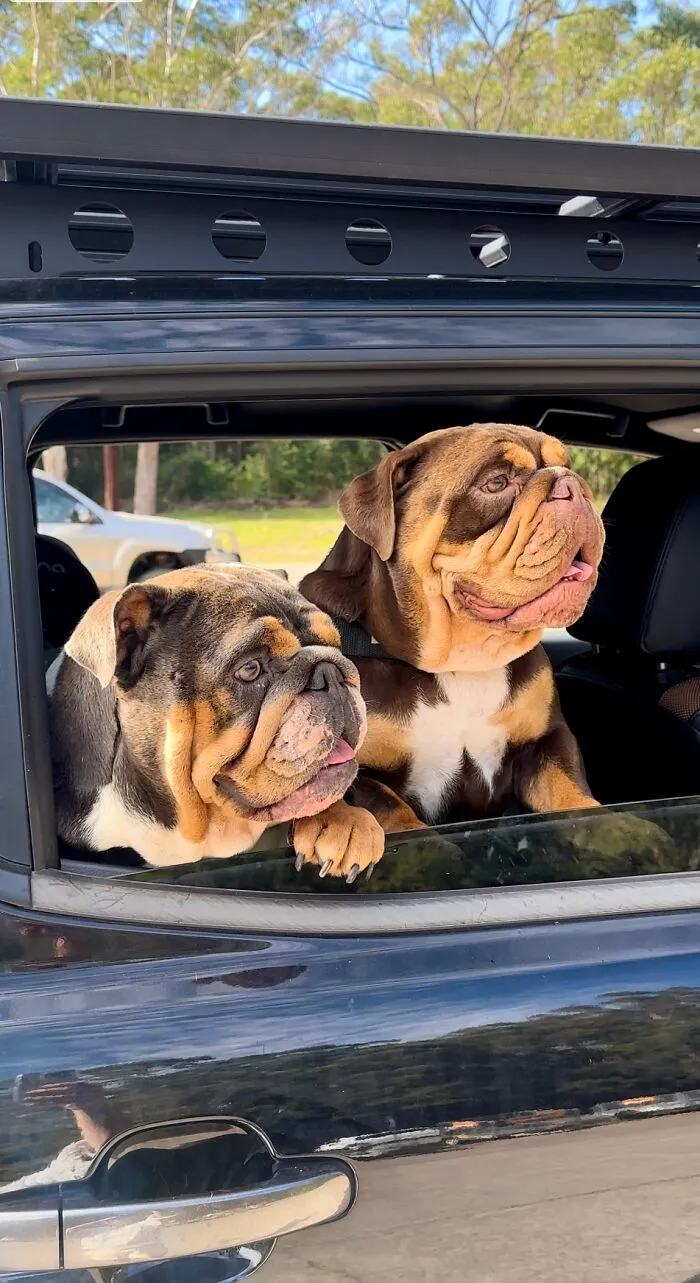 Luna & Bottega Off To The Beach This Morning 🌴🐶☺️