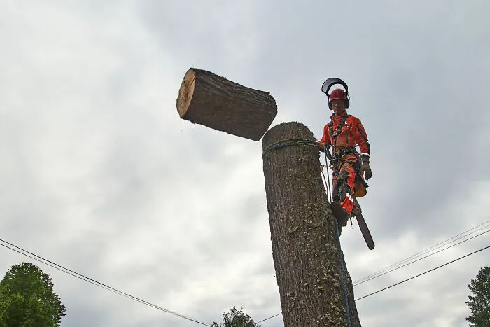 Tree Surgeon