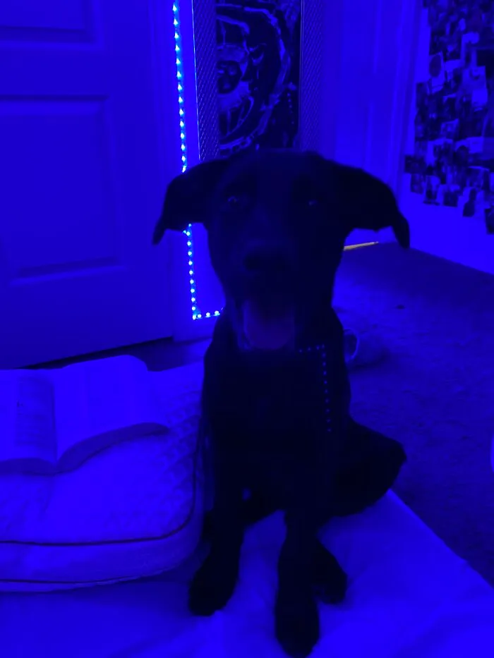 This Is Blue :))