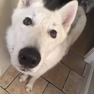 TheGoodBoi