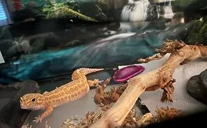 Hey Pandas, Post A Picture Of Your Exotic Pets (Closed)
