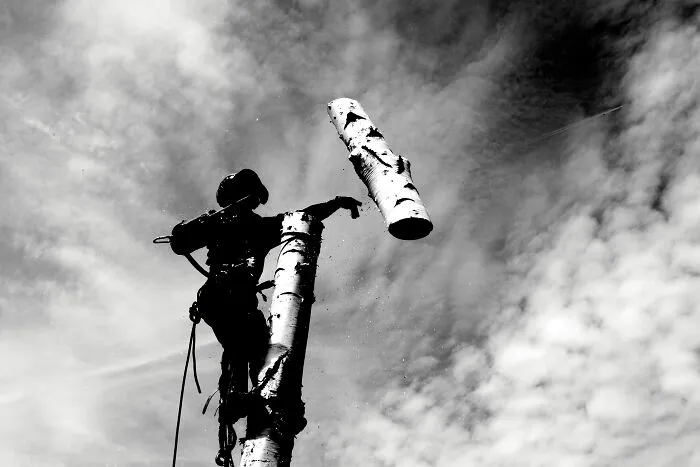 Tree Surgeon
