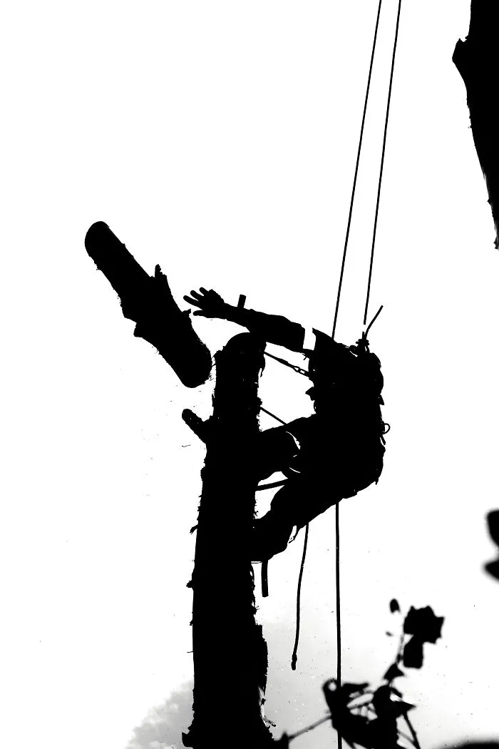 Tree Surgeon