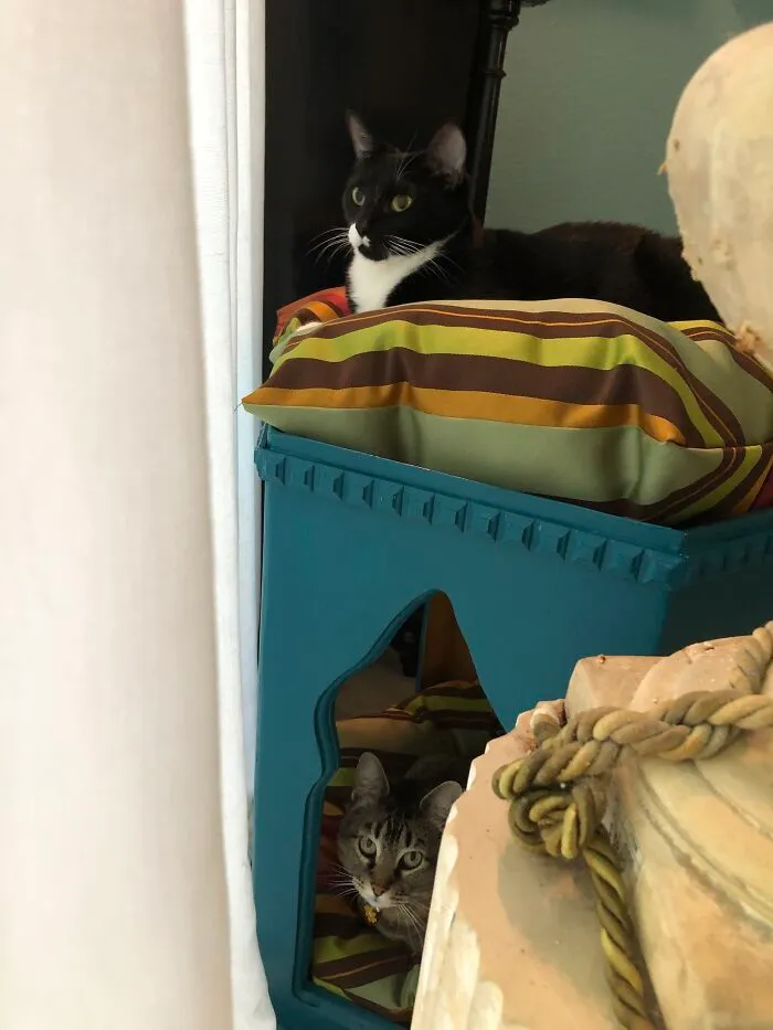 My Girls, Pizzazz And Claudia, In Their Favorite Spots