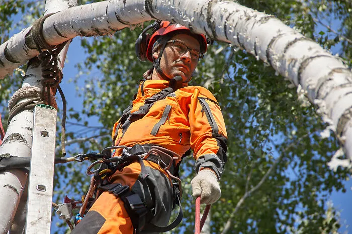 Cutting Down The Top Of A Birch Tree
