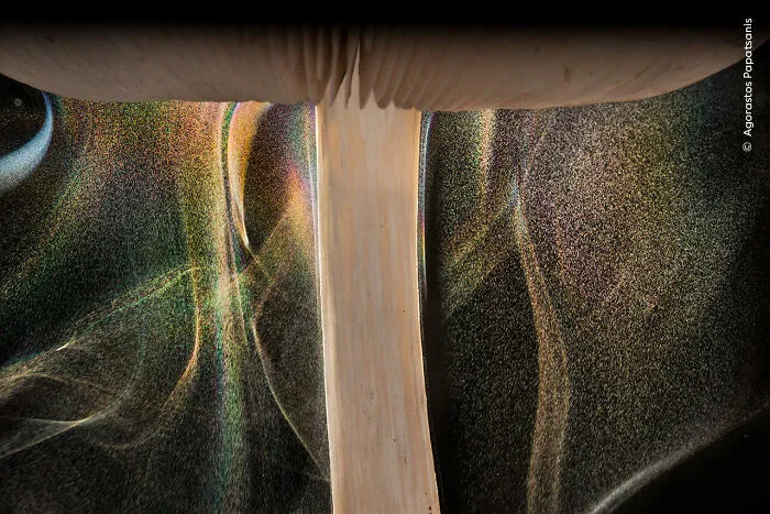 Mushroom Magic By Agorastos Papatsanis, Greece, Highly Commended, Plants And Fungi