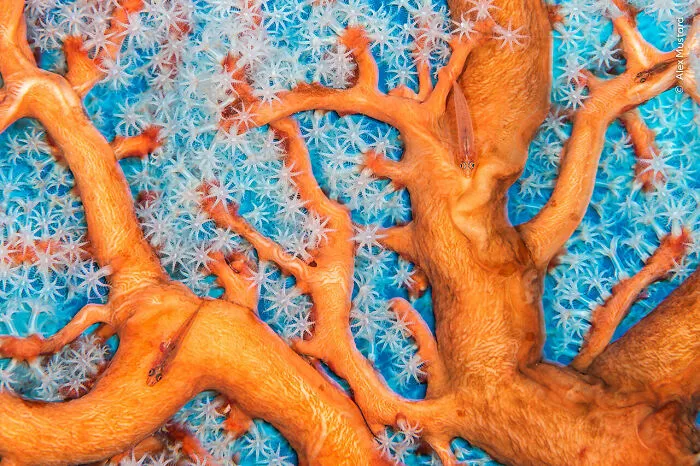 Coral Connections By Alex Mustard, Indonesia, Highly Commended, Under Water