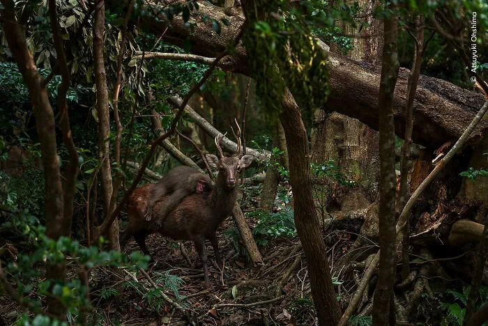 Forest Rodeo By Atsuyuki Ohshima, Japan, Highly Commended, Behaviour: Mammals