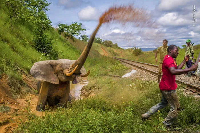 Fight To The Death By Jasper Doest, Gabon, Highly Commended, Photojournalism