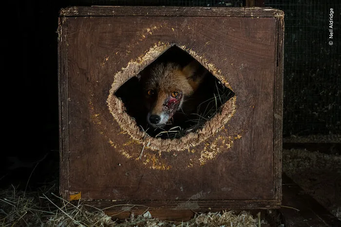 The Face Of The Persecuted By Neil Aldridge, England, Highly Commended, Photojournalism