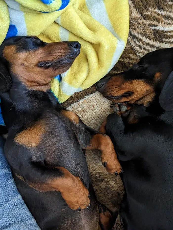 Penny And Cooper