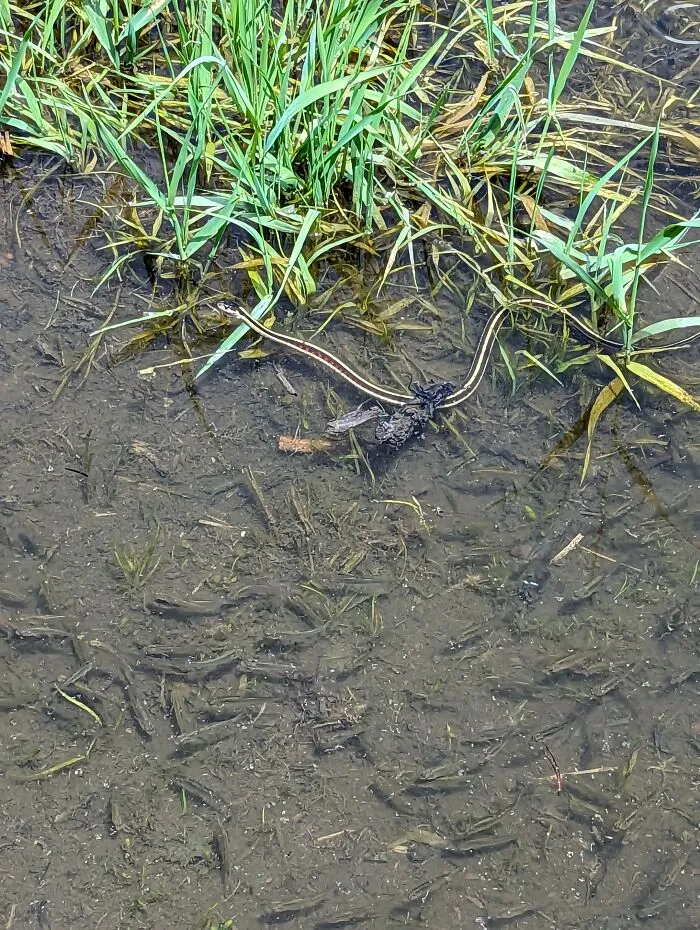 Fish!