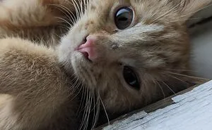 Hey Pandas, Take A Pic Of Your Pet Right Now (Closed)