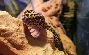 Hey Pandas, Post A Picture Of Your Exotic Pets (Closed)