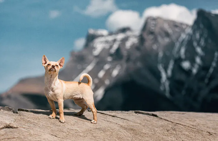 Little Peanut The Baby Chihuahua Mix