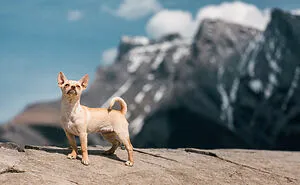 I Photographed 12 Dogs In Banff National Park And Captured Their Love For Adventure
