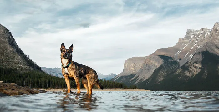 Kona The Shepherd Mix
