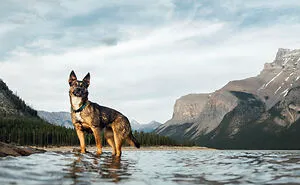 I Photographed 12 Dogs In Banff National Park And Captured Their Love For Adventure