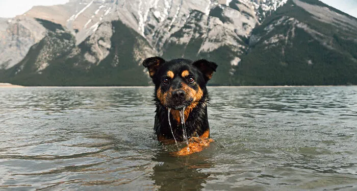 Tora The Rottweiler Mix