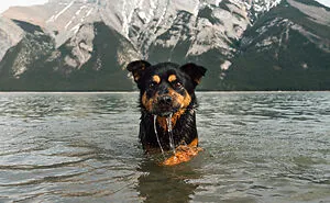 I Photographed 12 Dogs In Banff National Park And Captured Their Love For Adventure