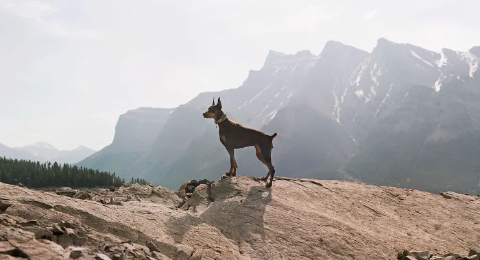 Jasmin The Red Doberman