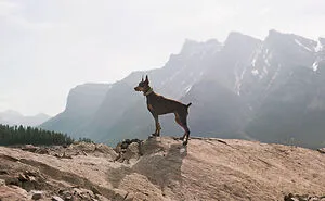 I Photographed 12 Dogs In Banff National Park And Captured Their Love For Adventure