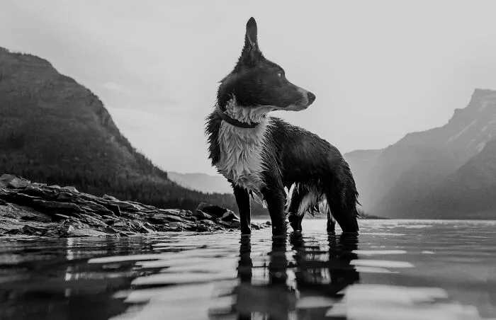 Pimm The Red Border Collie