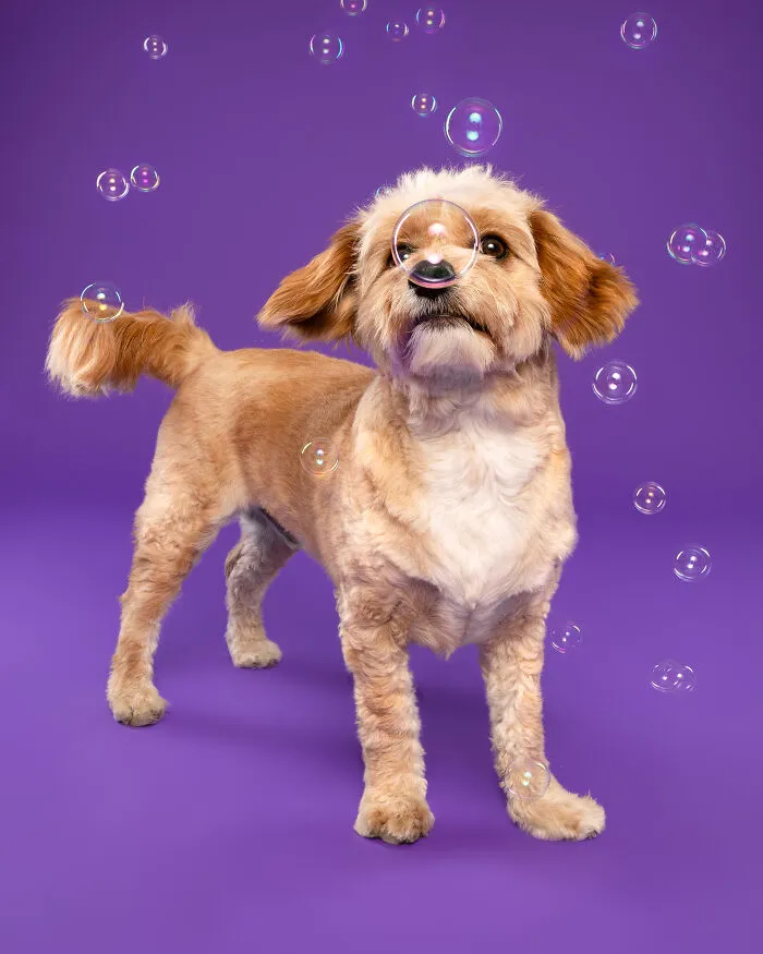 Perogie