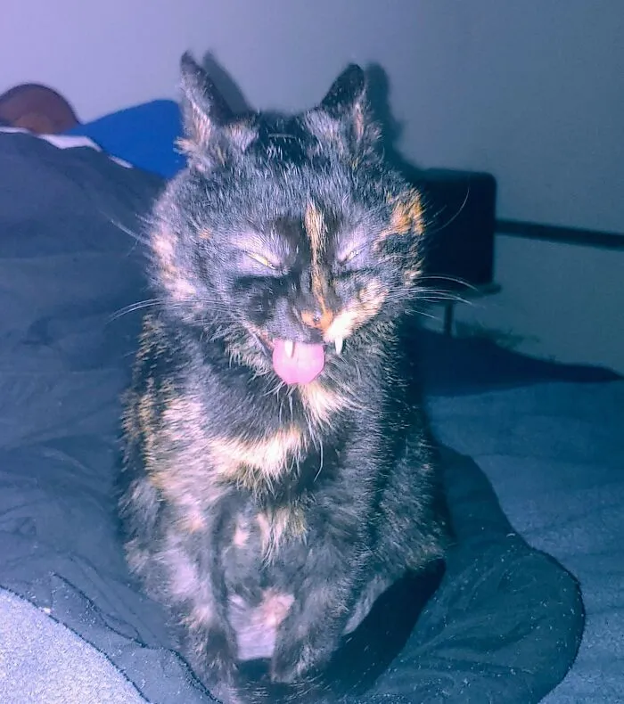 This Is My Demon Cinder