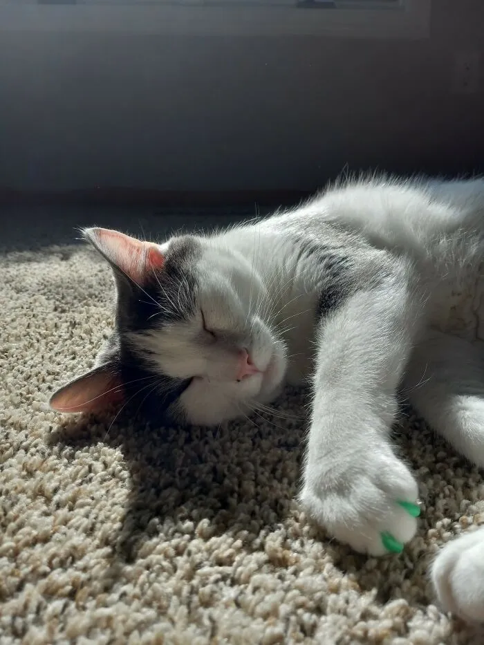 This Is Chief, My Snuggle Buddy, And My Best Friendd