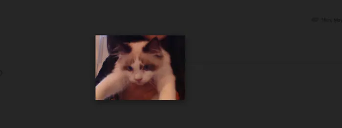 My Cat