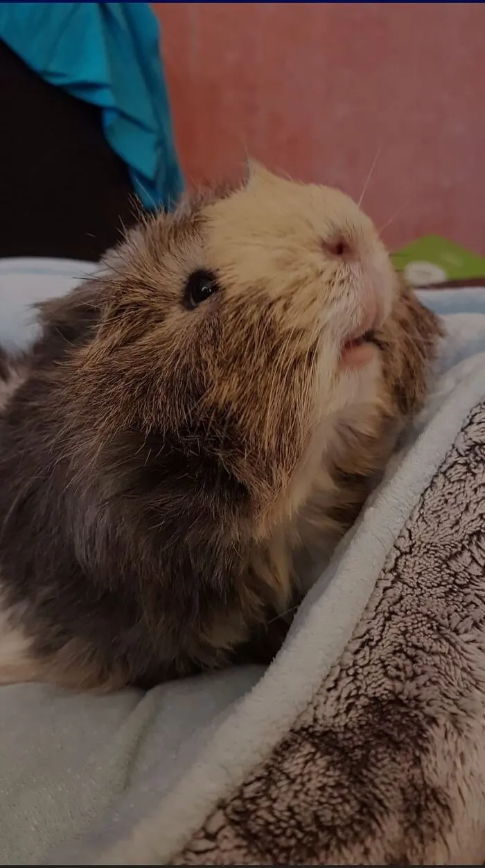 My Little Chewy 🥺🥺