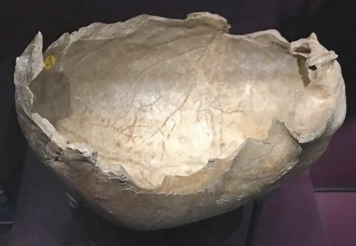 A real skull cup, Natural History Museum, London, found in Gough's cave, Sommerset, England