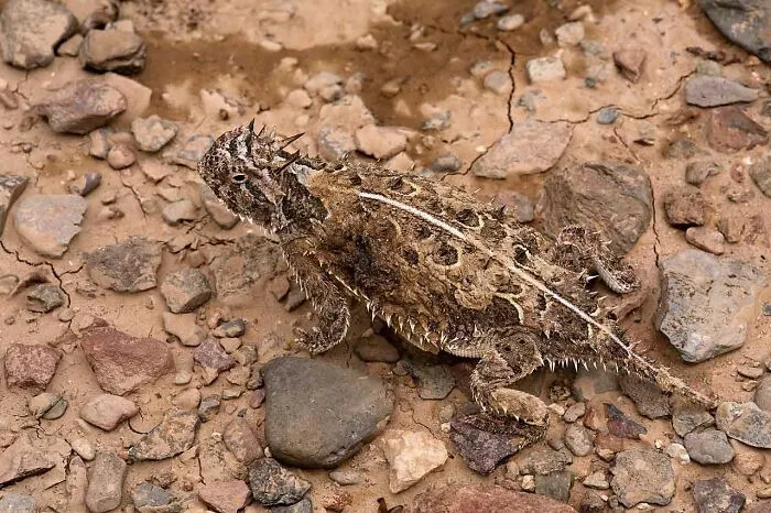 Phrynosoma cornutum, south of the Cedar Mountains near Wamels Draw