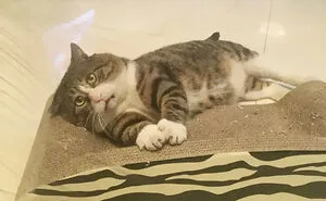 Meet Ah Fei, The Cat Who Deserves An Oscar For His Hilariously Dramatic Reactions (14 Pics)