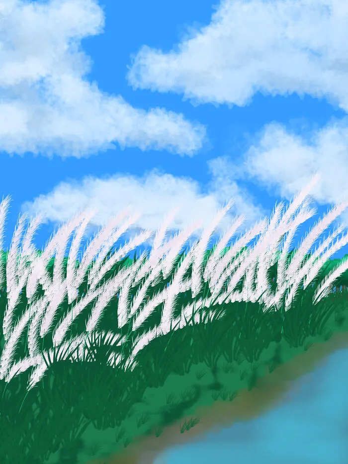 Field Of Kans Grass